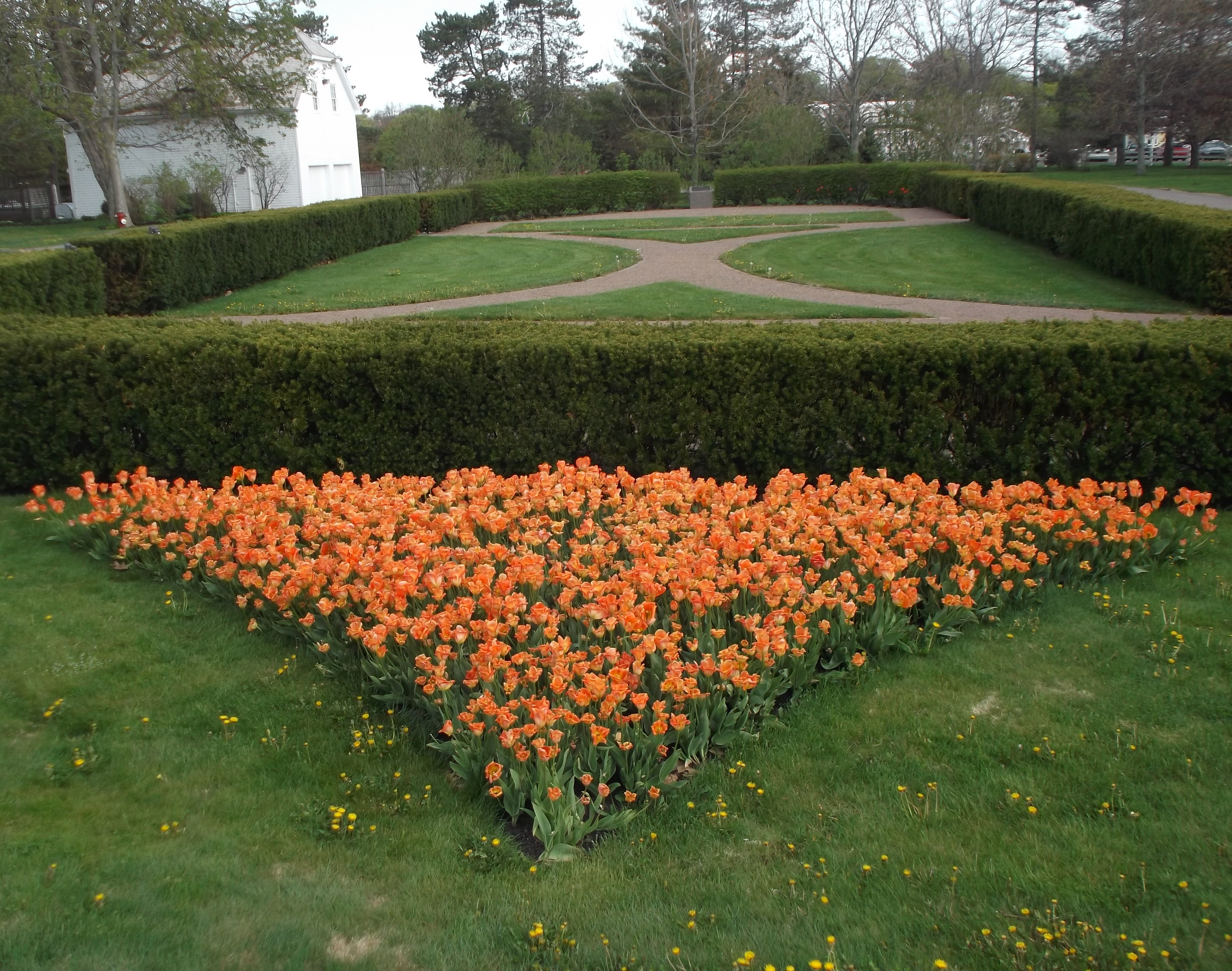 Liberation Tulips